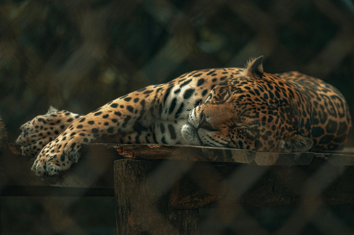 Leopard print en tijgerprint sjaals - animal print mode geschiedenis en styling tips The Collection