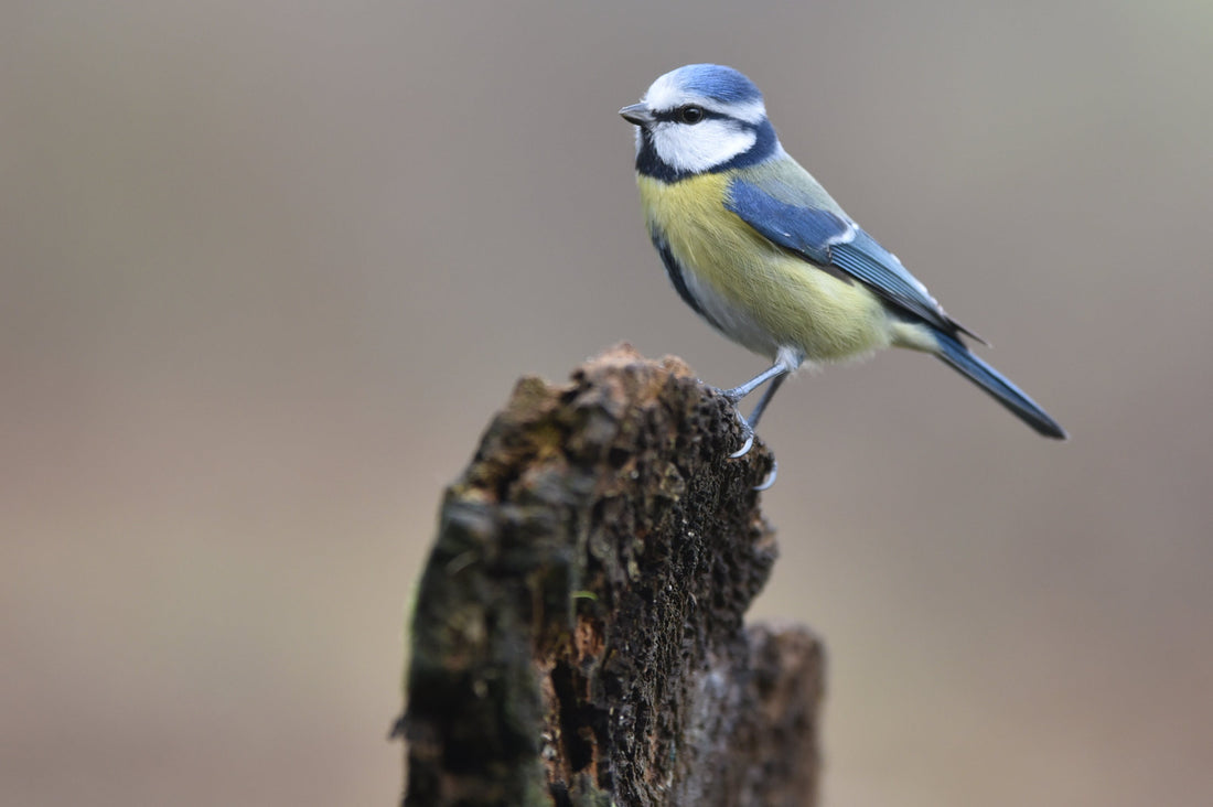 Tuinvogels voeren in de winter - koolmeesje en roodborstje in de tuin