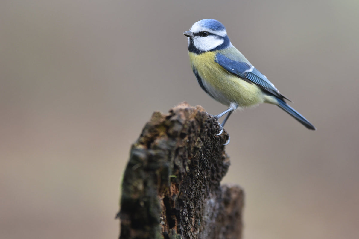 Tuinvogels voeren in de winter - koolmeesje en roodborstje in de tuin