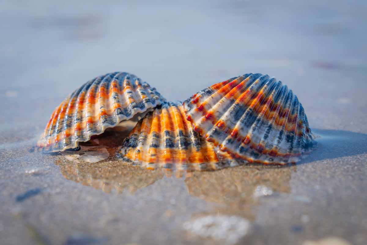 Summer Beach Collectie 2026: Zo Style Je Zeesieraden als een Fashion Insider