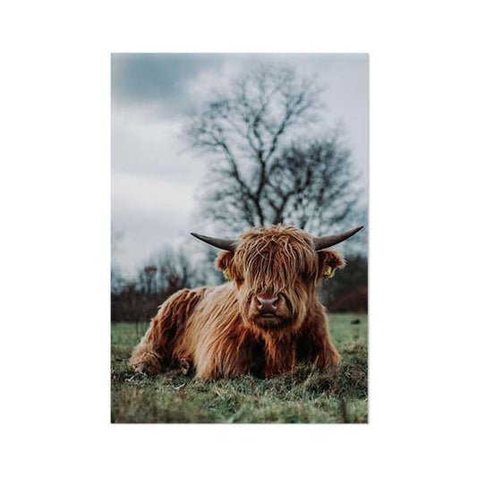 Wall plate wall art the Scottish highlander color lying in the grass