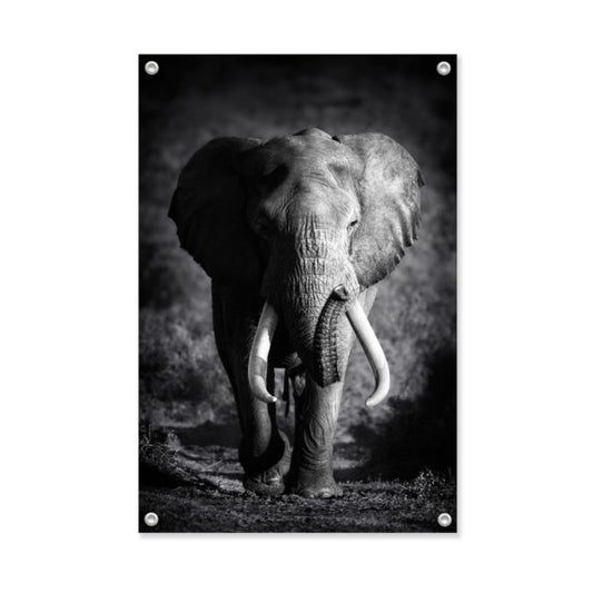 Garden poster Elephant